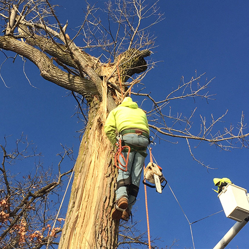man climbing tree